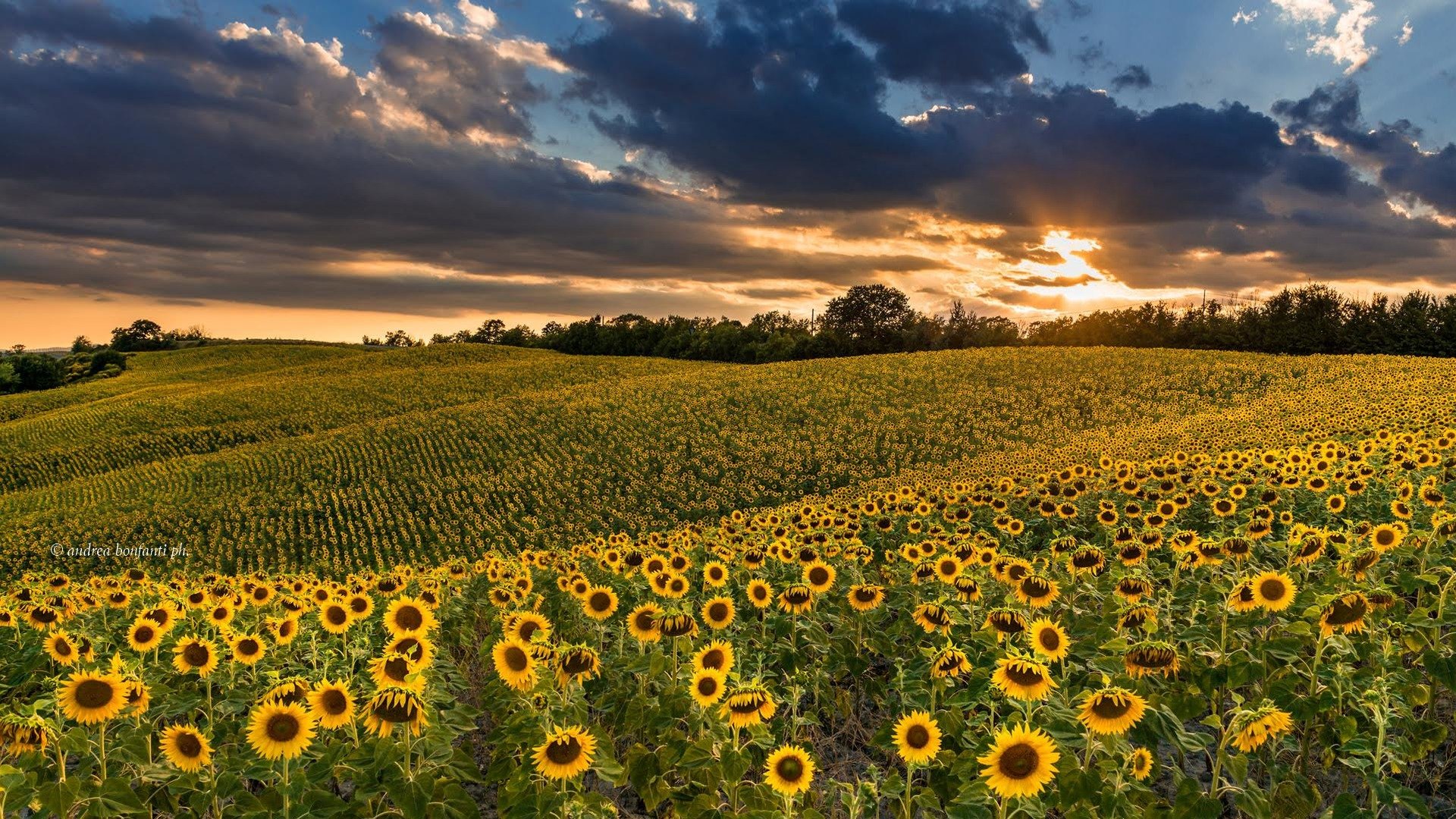 girasoli a guistrigona.jpg