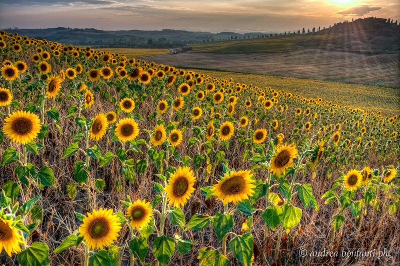  visite guidate in toscana con isabelle -  Campagna toscana - Andrea Bonfanti Photographer ©  girasoli