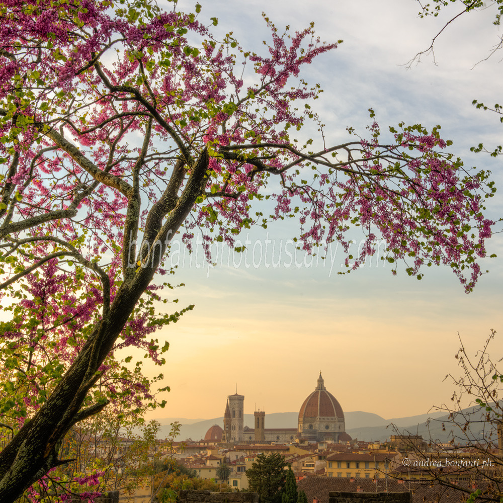 andrea bonfanti ph © Firenze da via dei Bastioni