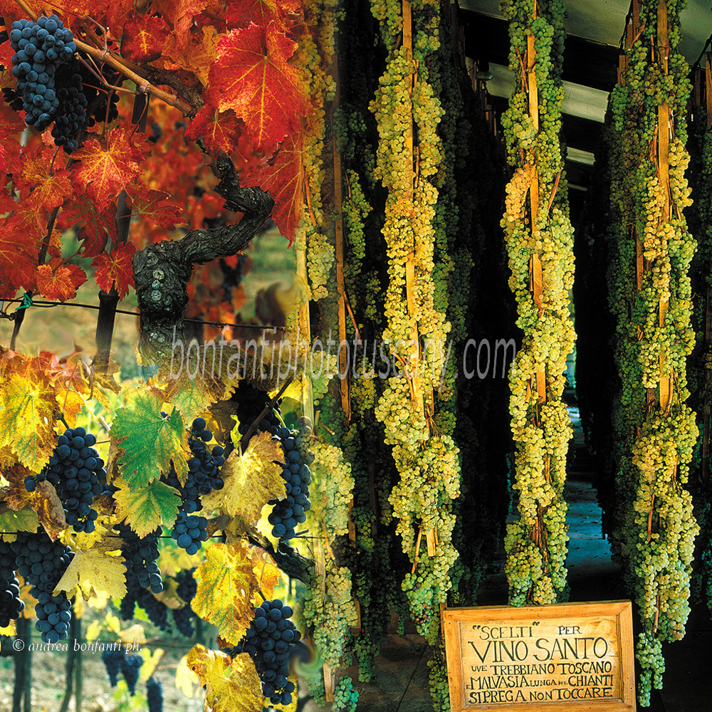 andrea bonfanti ph © uva del Chianti