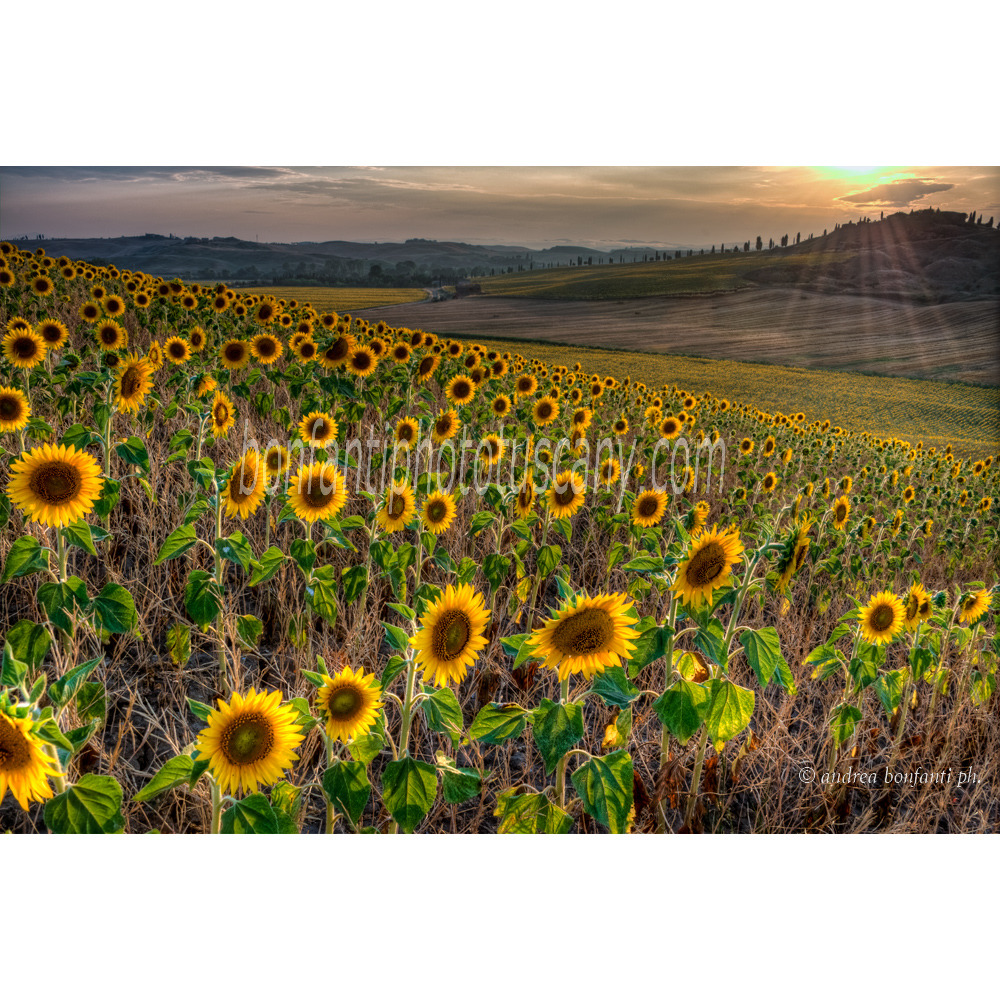 Andrea Bonfanti Photographer © Crete Senesi (Siena) Tuscany Girasoli Leonina