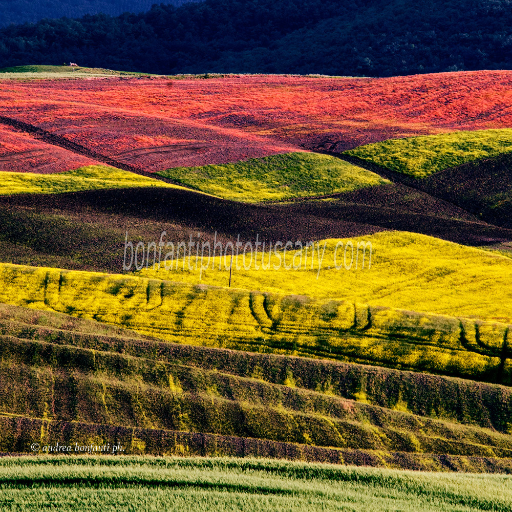 Andrea Bonfanti Photographer © Val d'Orcia (Siena) Tuscany colori primavera