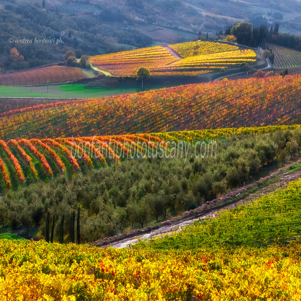 andrea bonfanti ph © vigneti a Radda in Chianti (Siena)