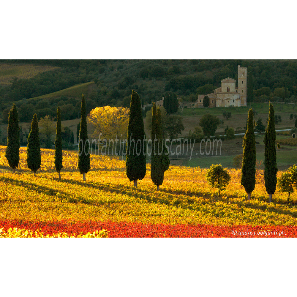 andrea bonfanti ph © autunno all'abbazia di Sant'Antimo (Siena)