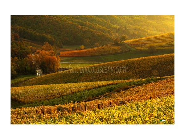 andrea bonfanti ph© - chianti landscape in albola.jpg