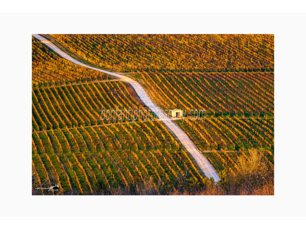 pattern di vigne e strada bianca a castellina in chianti.jpg