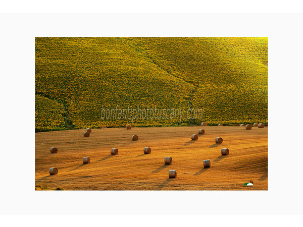 girasoli e rotoballe nella campagna di monteroni #2.jpg