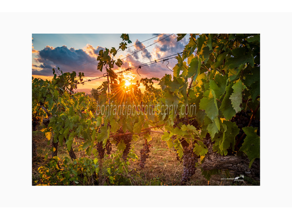 uva pronta per vendemmia nel chianti senese.jpg