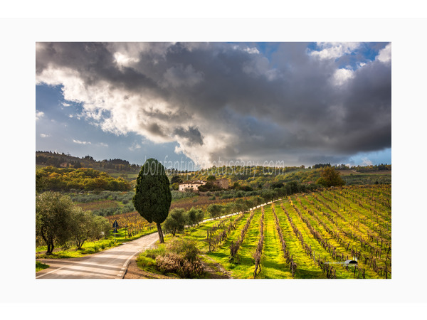 strada di campagna fra le vigne di montefioralle.jpg