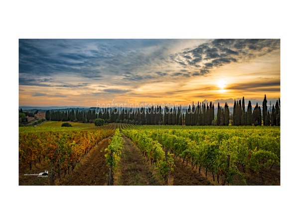 andrea bonfanti ph© - chianti landscape in catignano.jpg