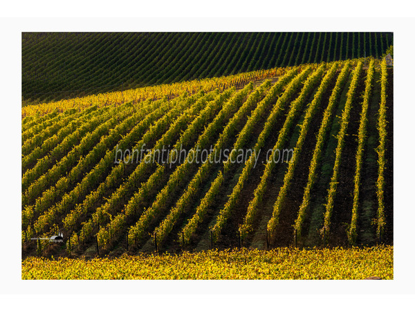 chianti fiorentino photo tour with andrea bonfanti ph.