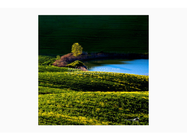 laghetto blu e dune di colza nelle Crete senesi.jpg