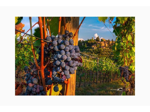 chianti fiorentino photo tour with andrea bonfanti ph.