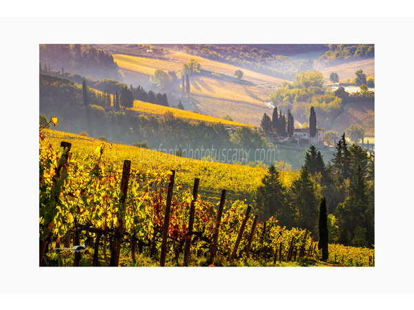 vigneti del chianti fiorentino a barberino val d'elsa.jpg