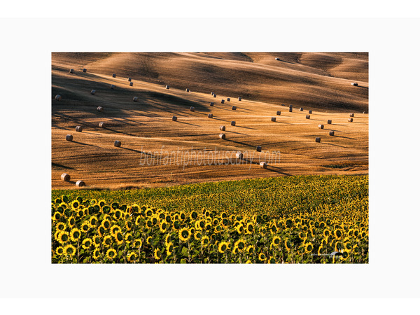 girasoli e rotoballe nella campagna di monteroni.jpg