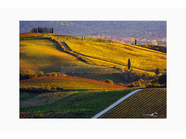 colline sinuose del chianti nella campagna di castellina.jpg