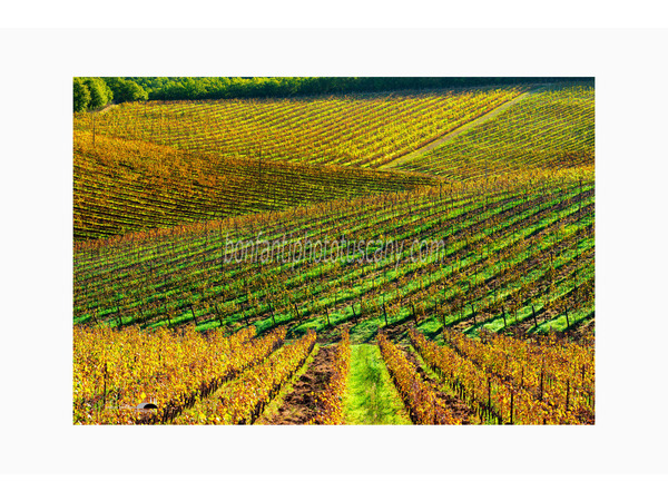 chianti fiorentino photo tour with andrea bonfanti ph.