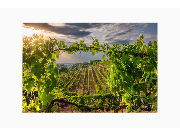 chianti fiorentino photo tour with andrea bonfanti ph.